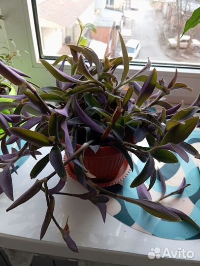 Традесканция фиолетовая