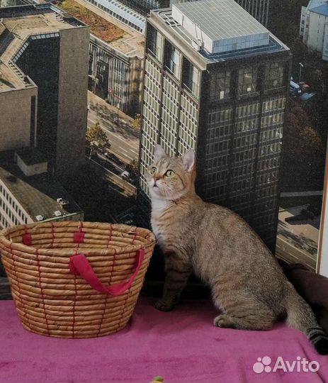 Кошка в добрые руки