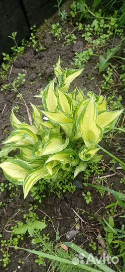 Продам хосты. Возможна доставка по г. Красноярску