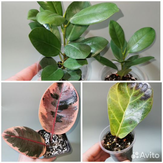 Фикусы сортовые