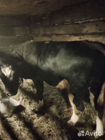 Бычки и быки 1 год