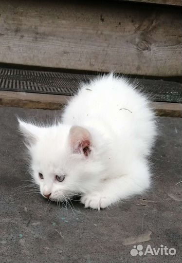 Отдам в дар котят