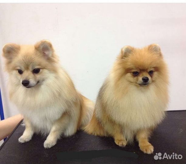 Груминг.Стрижка собак и кошек