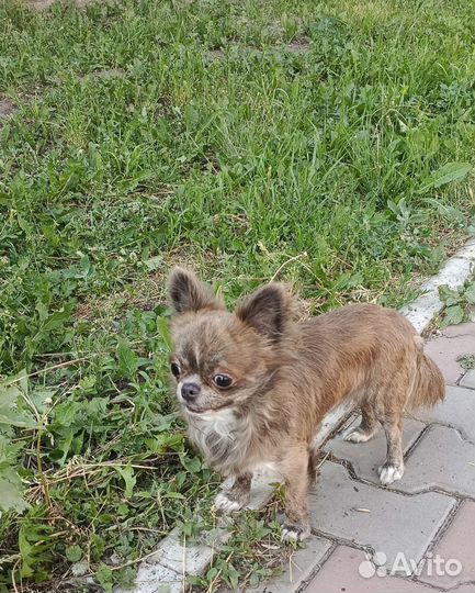 Чихуахуа мини вязка