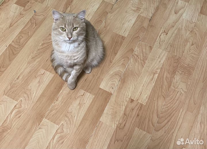 Отдам в добрые руки