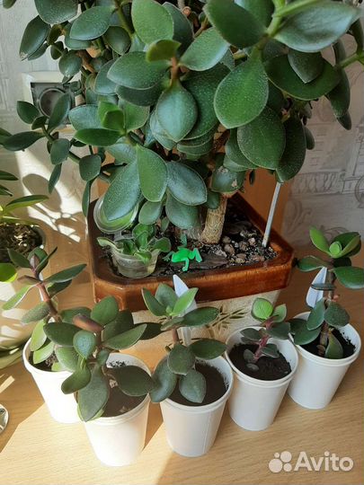 Денежное дерево (толстянка)