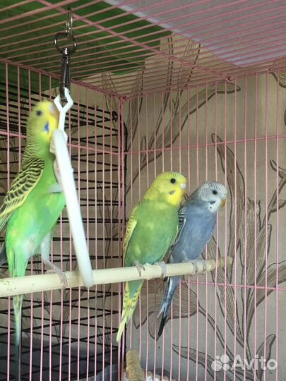 Волнистый попугай