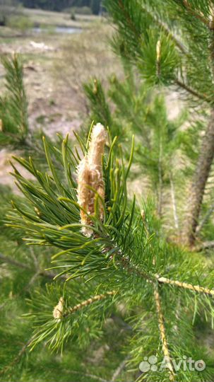 Побеги сосны