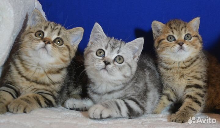 Британские котята