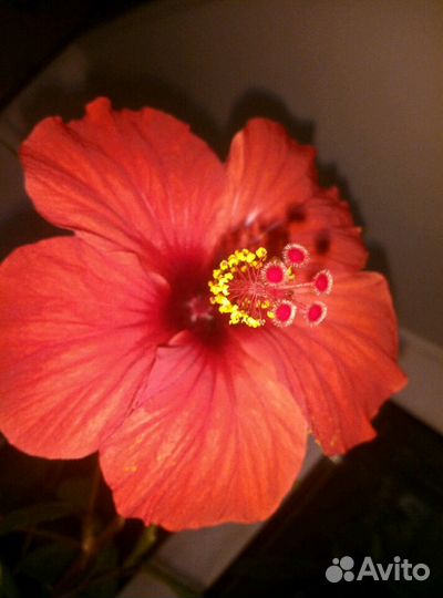 Китайская роза.Гибискус