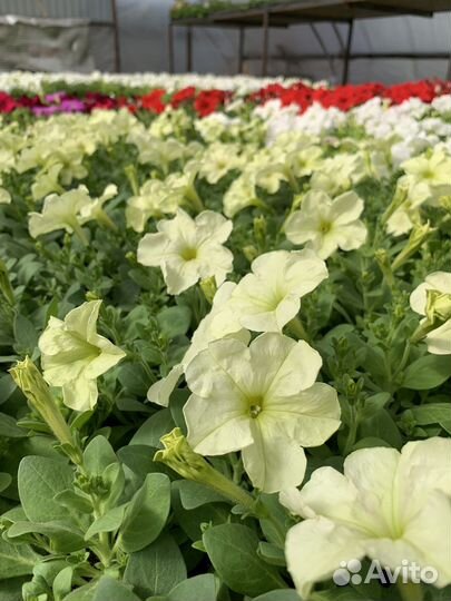 Петуния кустовая, ампельная, рассада цветов