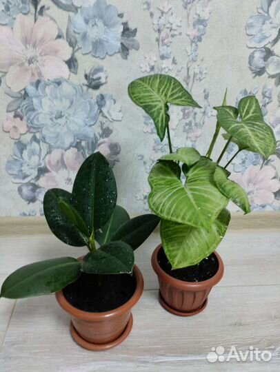 Комнатные растения цветы