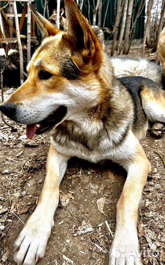 Восточноевропейская овчарка