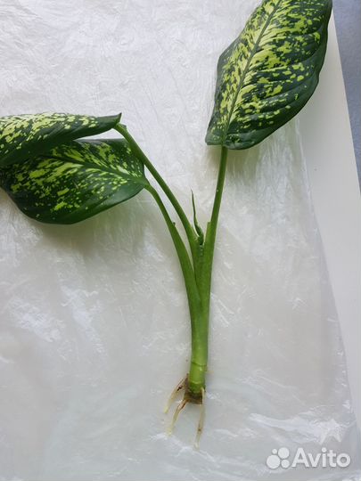 Диффенбахия пятнистая