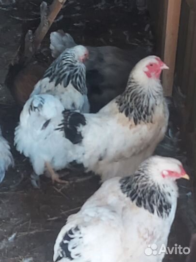 Колумбийская брама