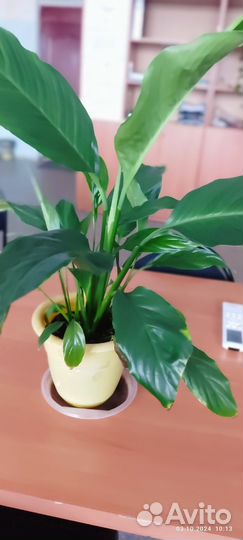 Спатифиллум