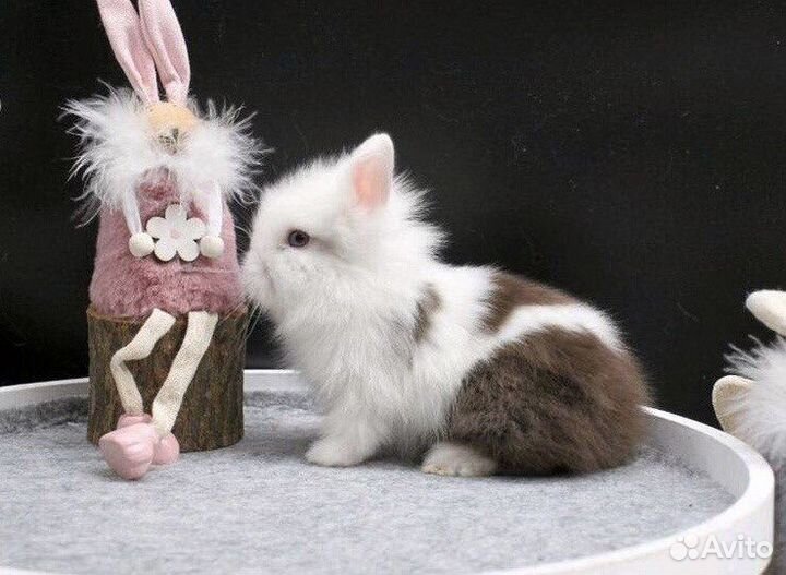 Кролики mini Самый Большой Выбор