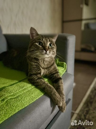Кот, Фросик