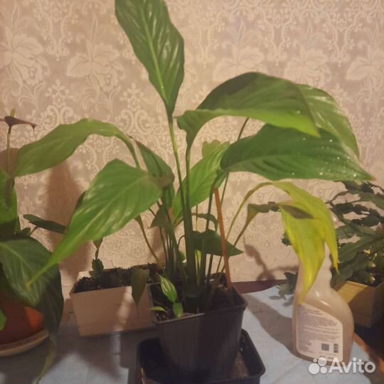 Аспарагус,Диффенбахия, декабрист, спатифиллум