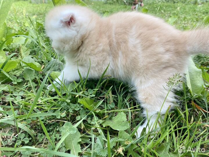 Шотландские котята