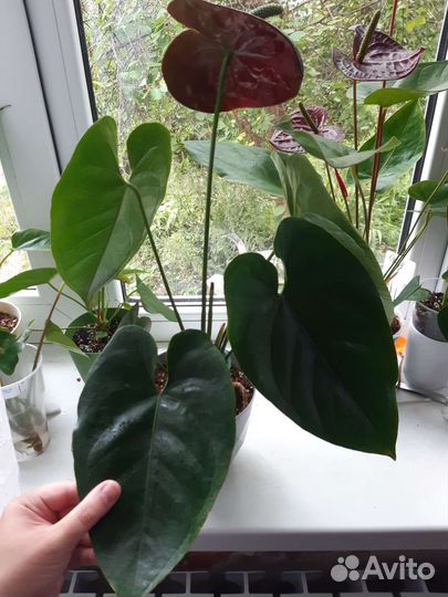 Антуриум блэк квин