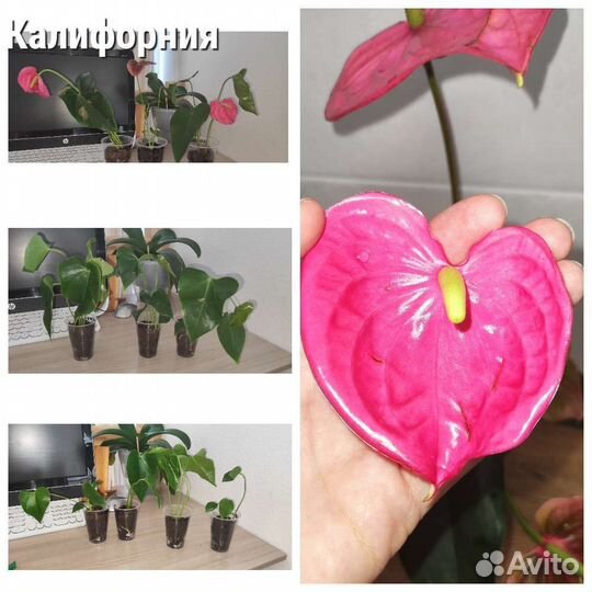 Антуриум. Наборы. Монтана, Самора, Лили