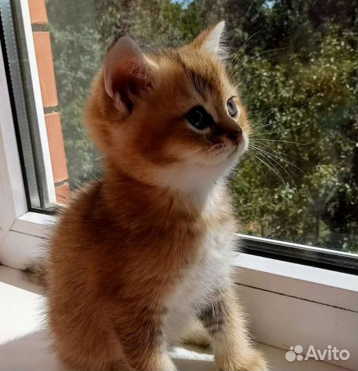 Британские котята