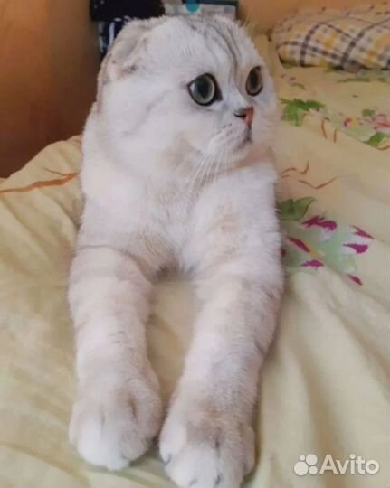 Шотландская вислоухая