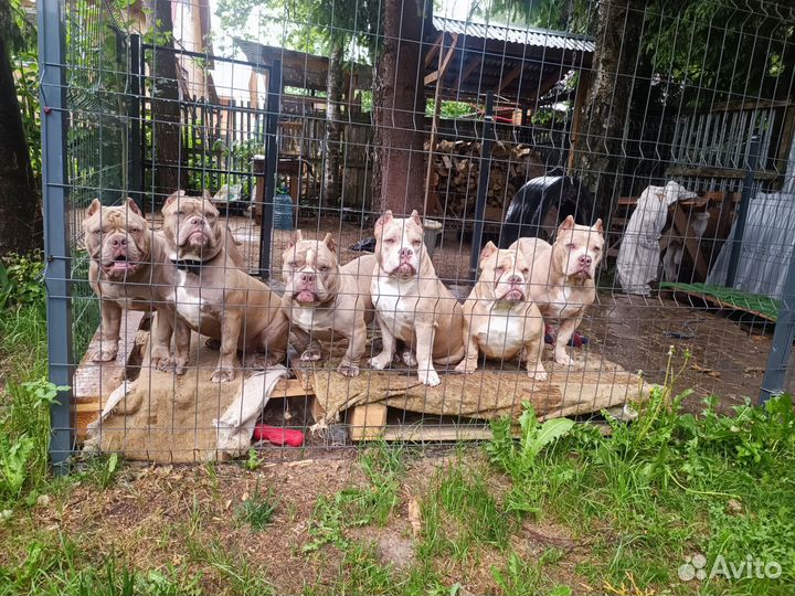 Американский булли щенки