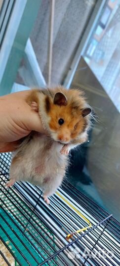 Сирийский хомяк с клеткой