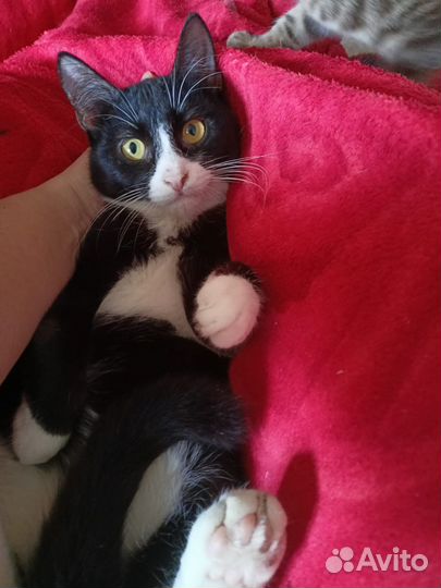 Котик в добрые руки