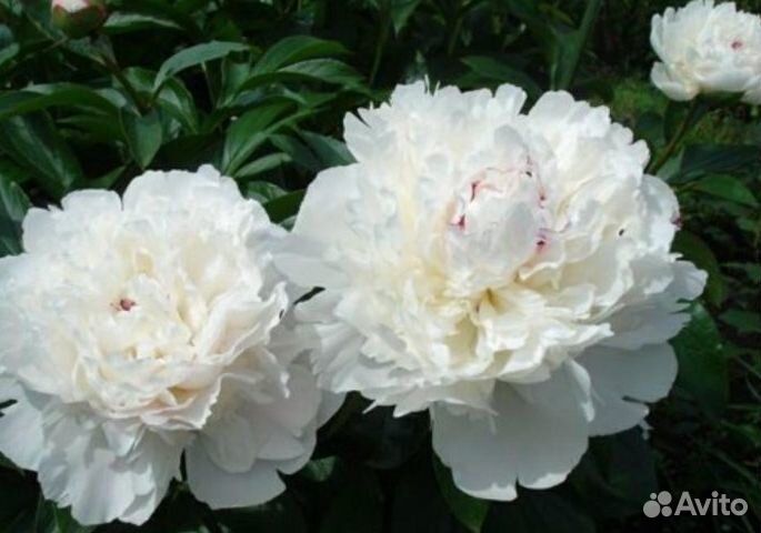 Пионы сортовые саженцы оптом