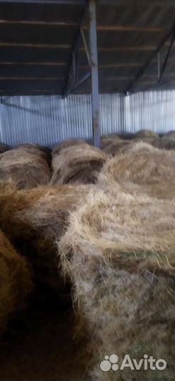 Продам сено в рулонах