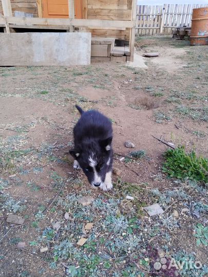 Собаки бесплатно