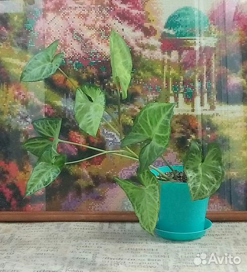 Домашние цветы