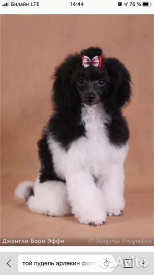 Стрижка собак