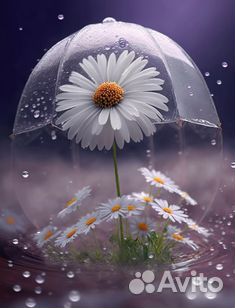 Принтер/сканер/копир Xerox WC PE220 с гарантией