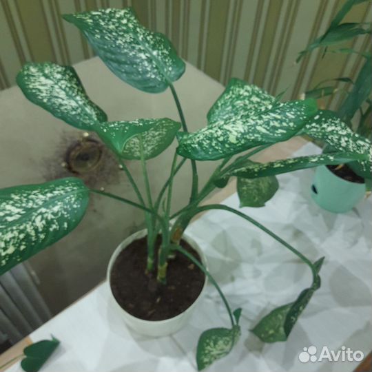 Диффенбахия пятнистая
