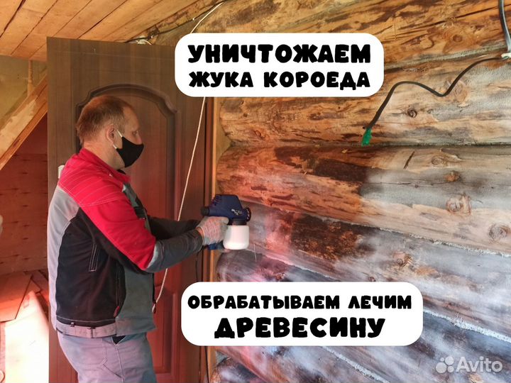 Дезинфекция, Дезинсекция в Лесосибирске