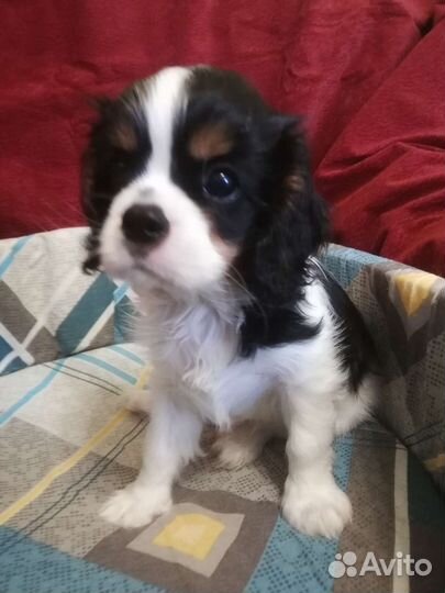 Кавалер кинг чарльз спаниель