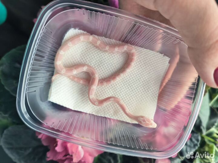 Маисовый полоз