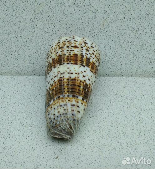 Конус императорской 7,6 морская ракушка раковина