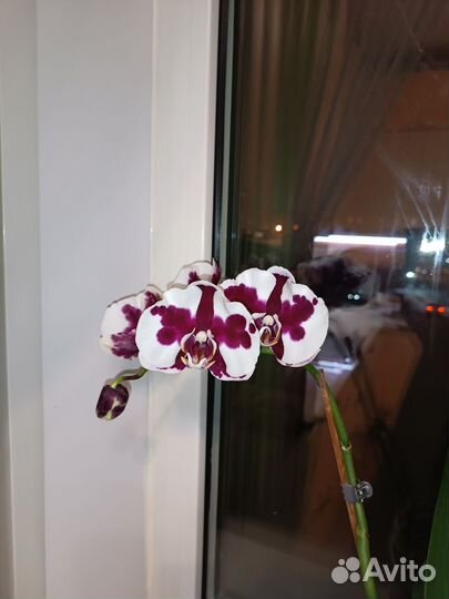 Орхидея фаленопсис