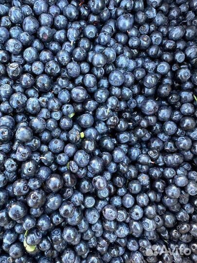 Черника лесная