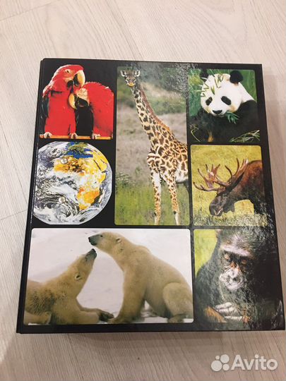 Альбом с карточками «В мире дикой природы»