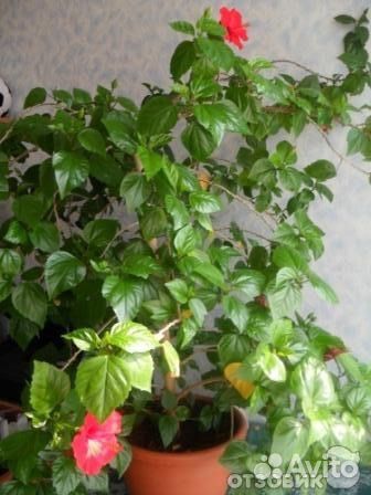 Гибискус китайская роза
