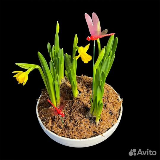 Композиция с первоцветами нарциссами / Первоцветы