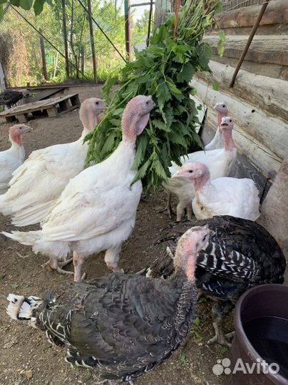 Утята муларды