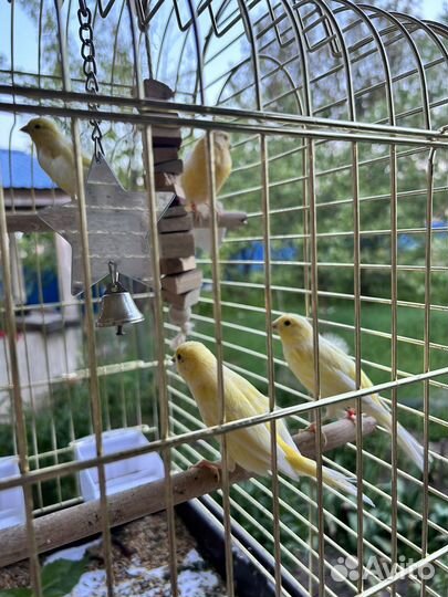 Кенара и канарейки