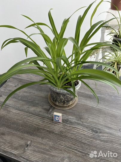 Хлорофитум хохлатый, зелёный